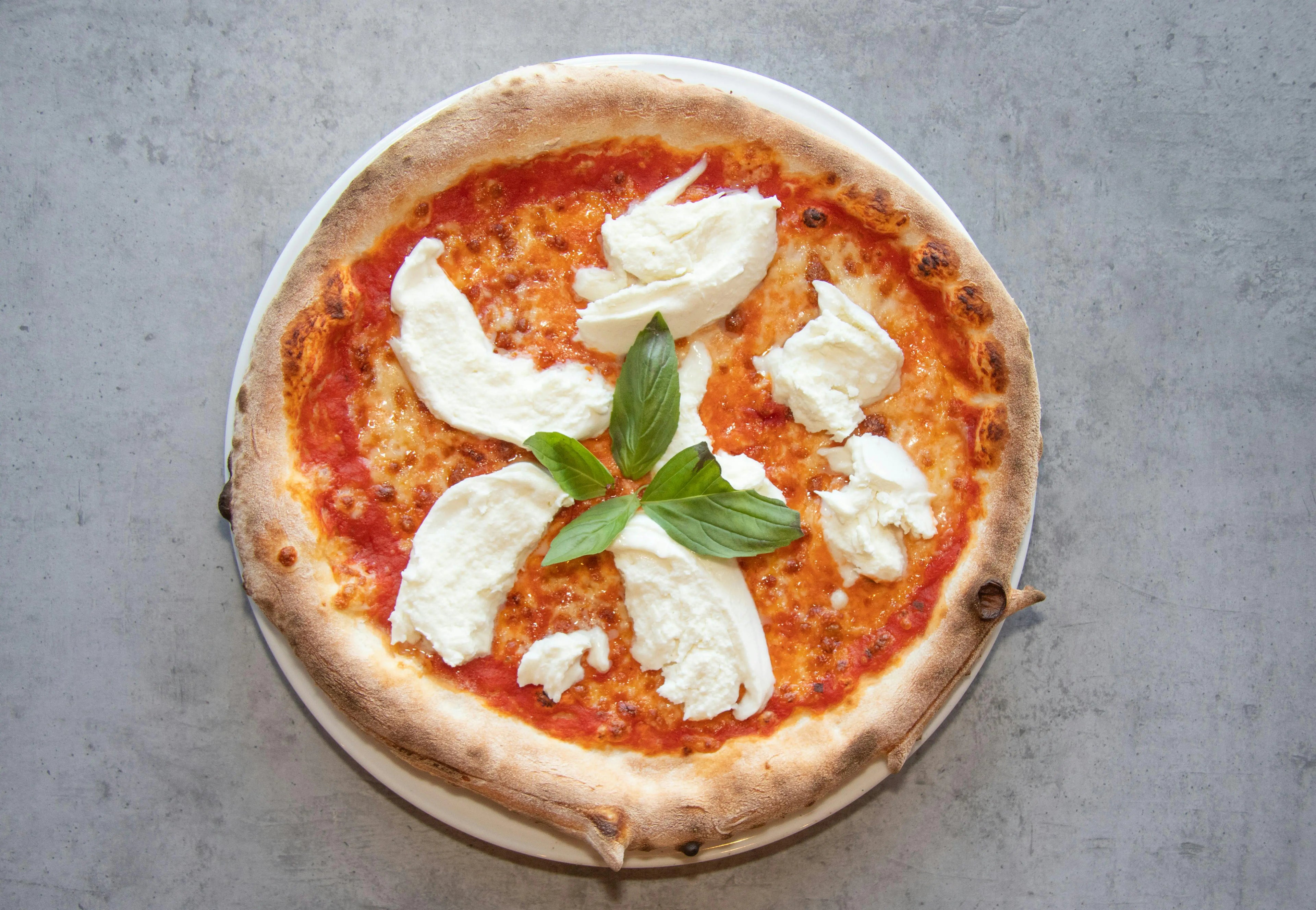 A delicious pizza with melted mozzarella cheese and fresh basil leaves on a white plate.